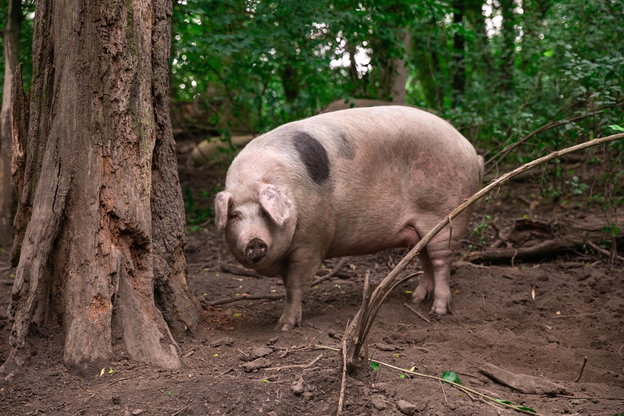 Large pig standing in a forest area