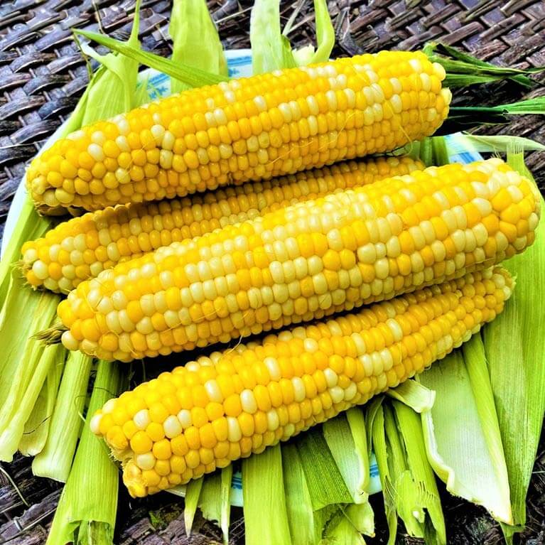 Corn