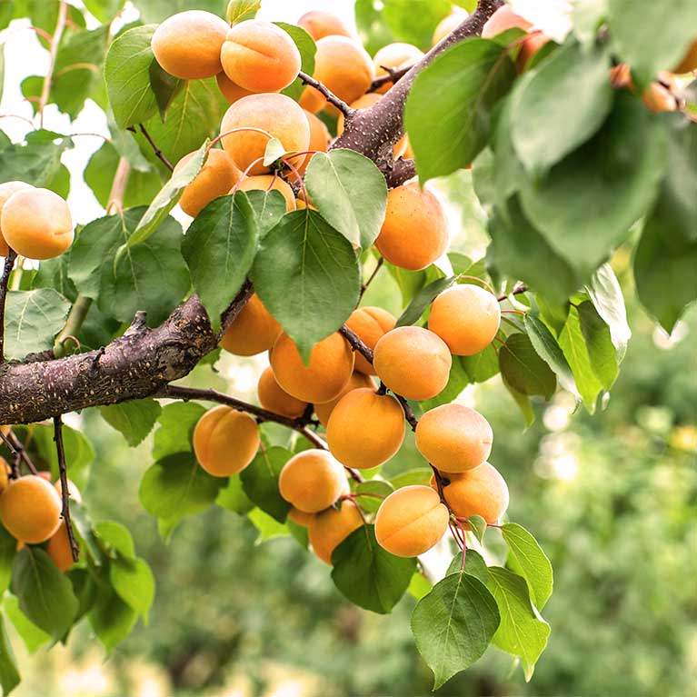 Apricots