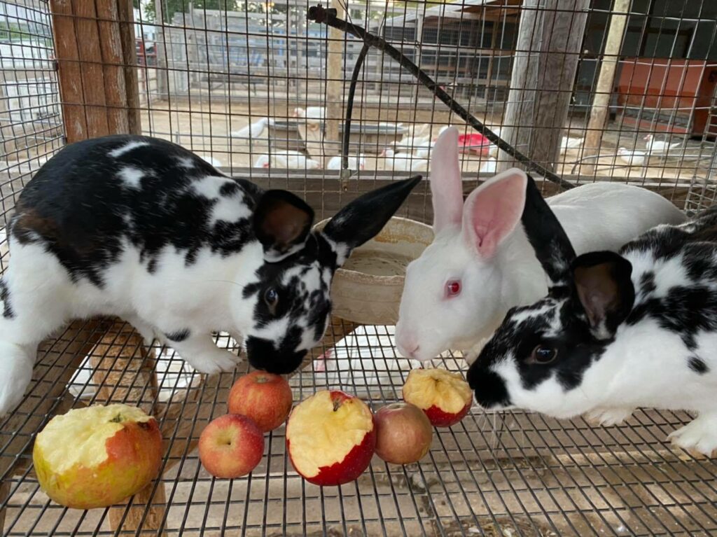 Rabbits eating apples inside a wire cage