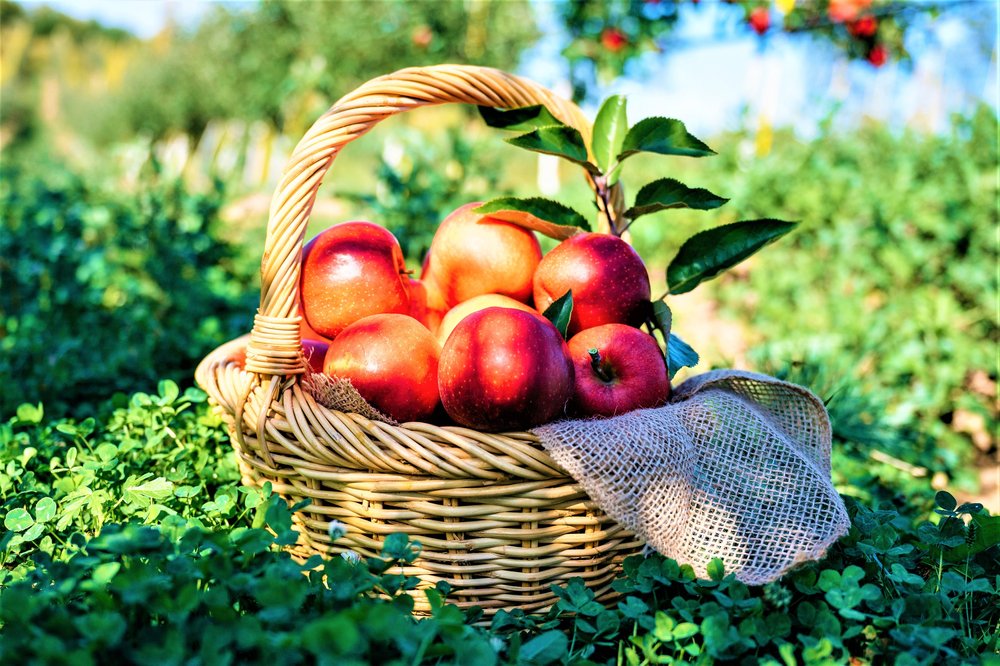 Basket of fresh red apples in a garden
