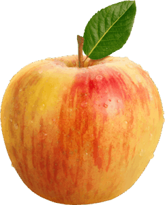 Fresh red and yellow apple with leaf