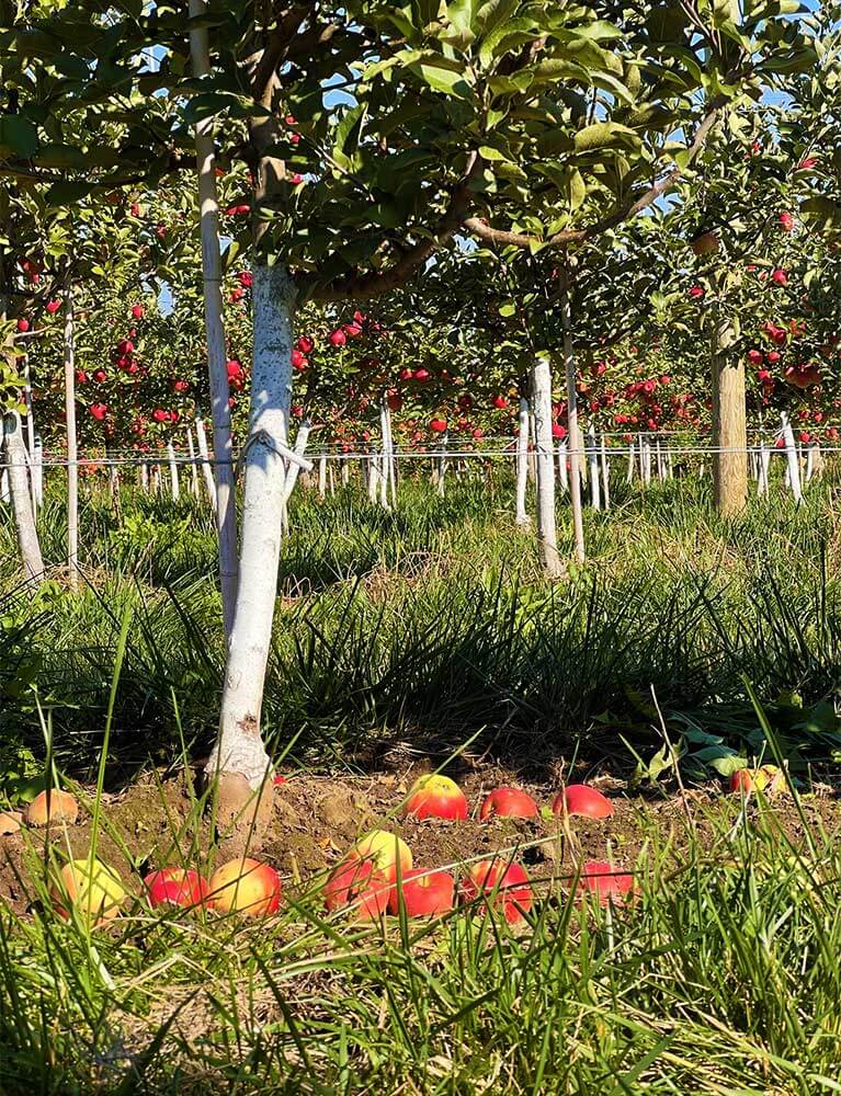Ripe apples on ground in orchard