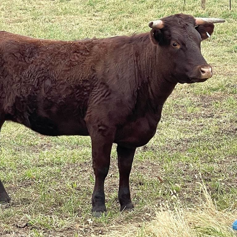 Dark brown cow standing on grassy field