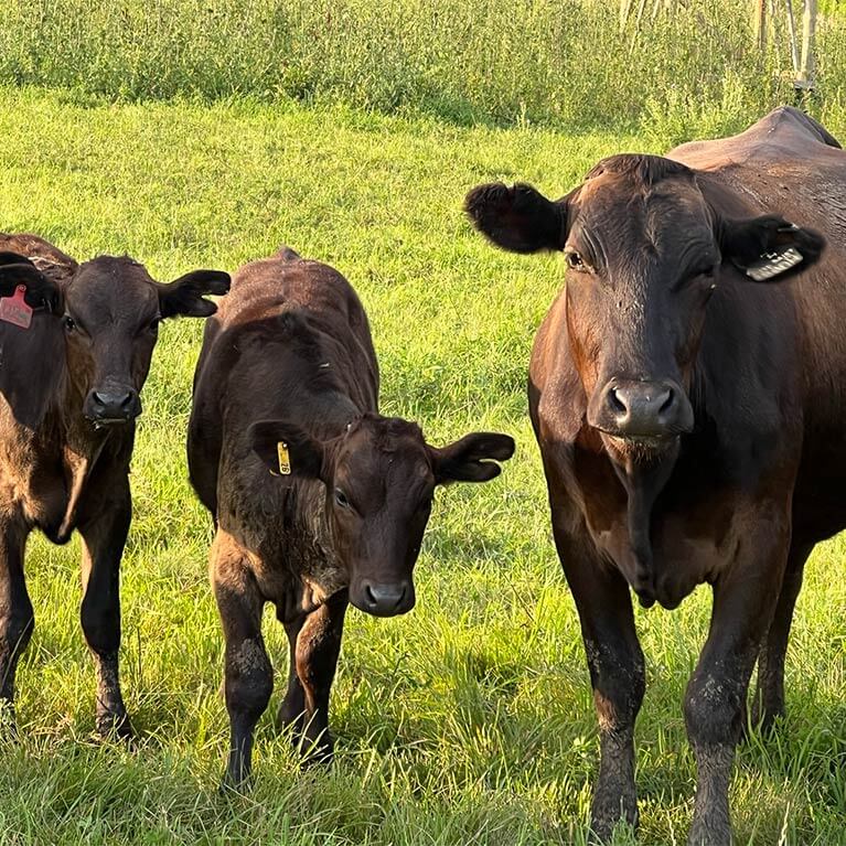 Black cows standing on green grass field