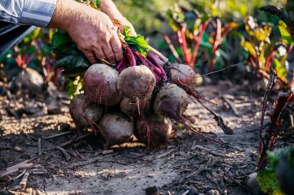 Farmer harvesting fresh beets from garden soil