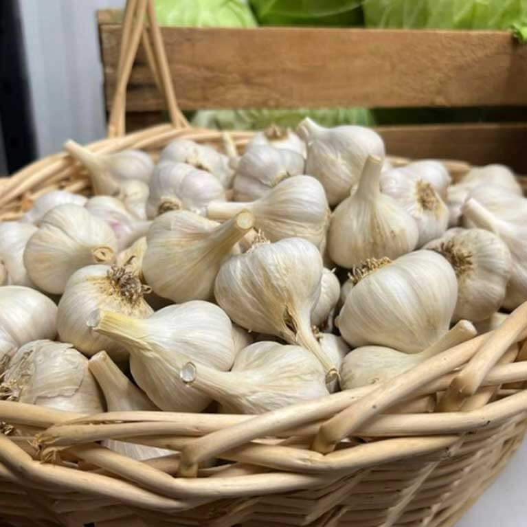 Fresh garlic bulbs in a wicker basket