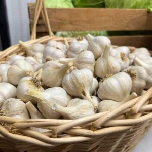 Fresh garlic bulbs in a wicker basket