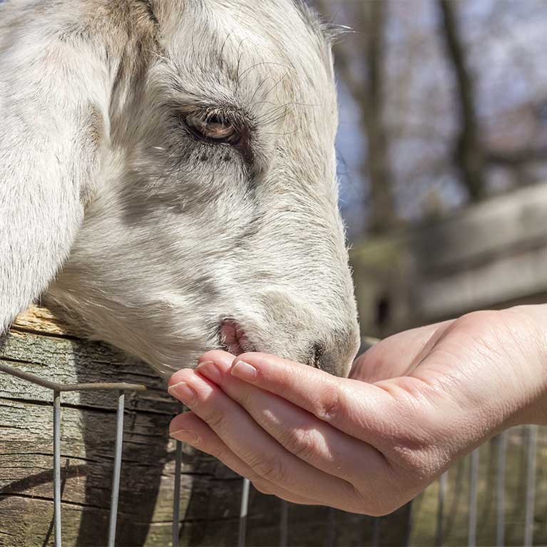 Person feeding a goat by hand