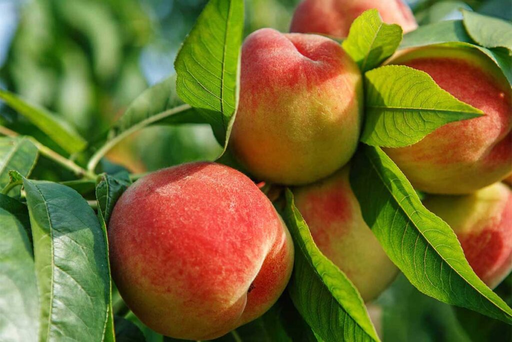 Ripe peaches growing on a tree branch