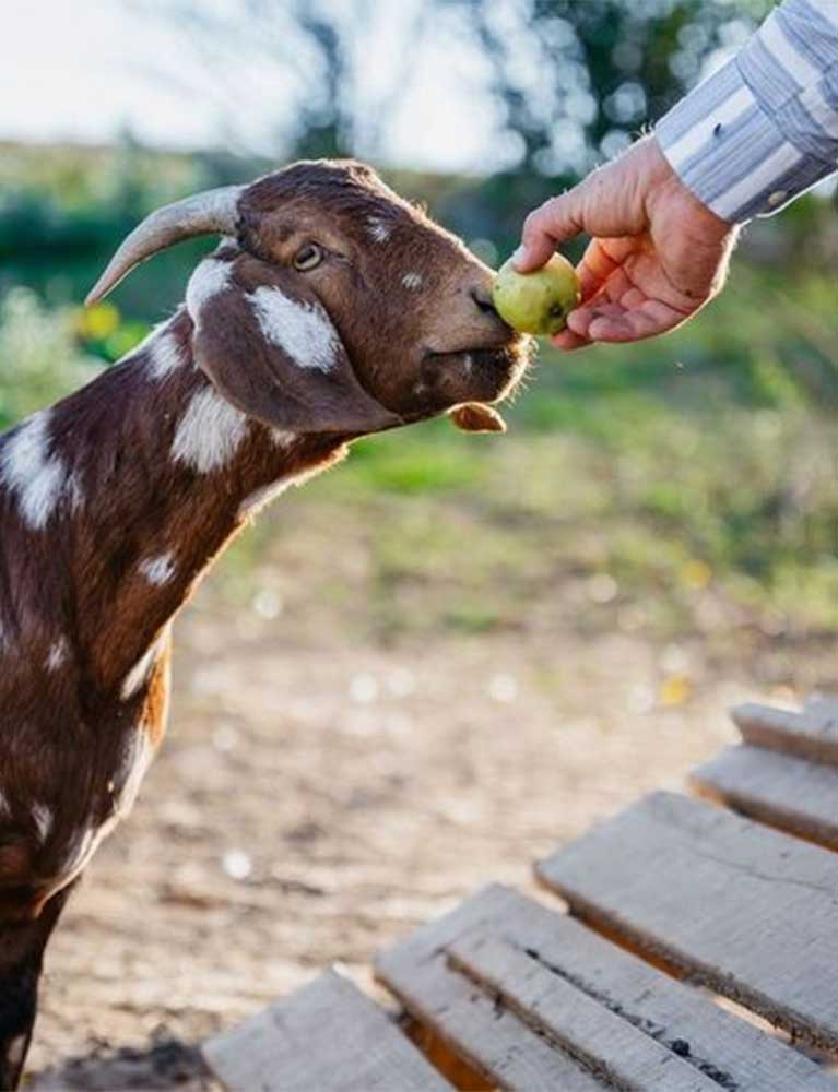 Person feeding a goat with a green apple.