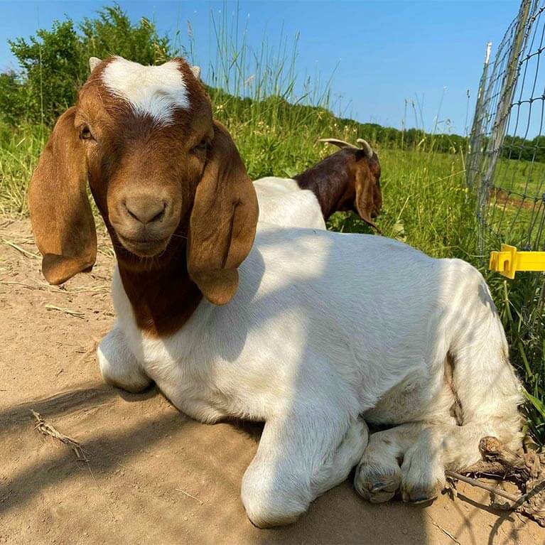 Brown and white goats resting outdoors