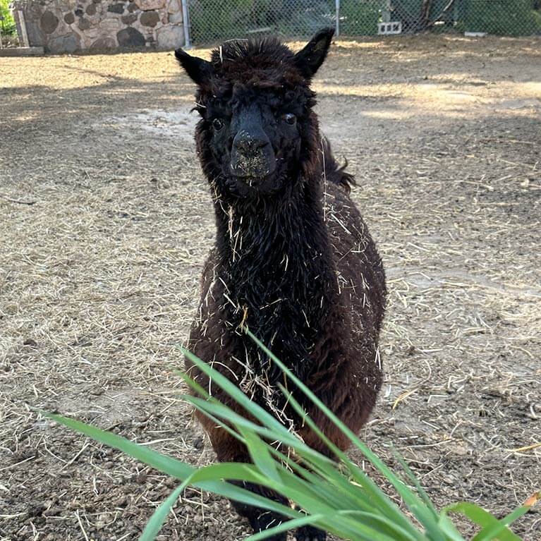 Black alpaca standing in a fenced farmyard.