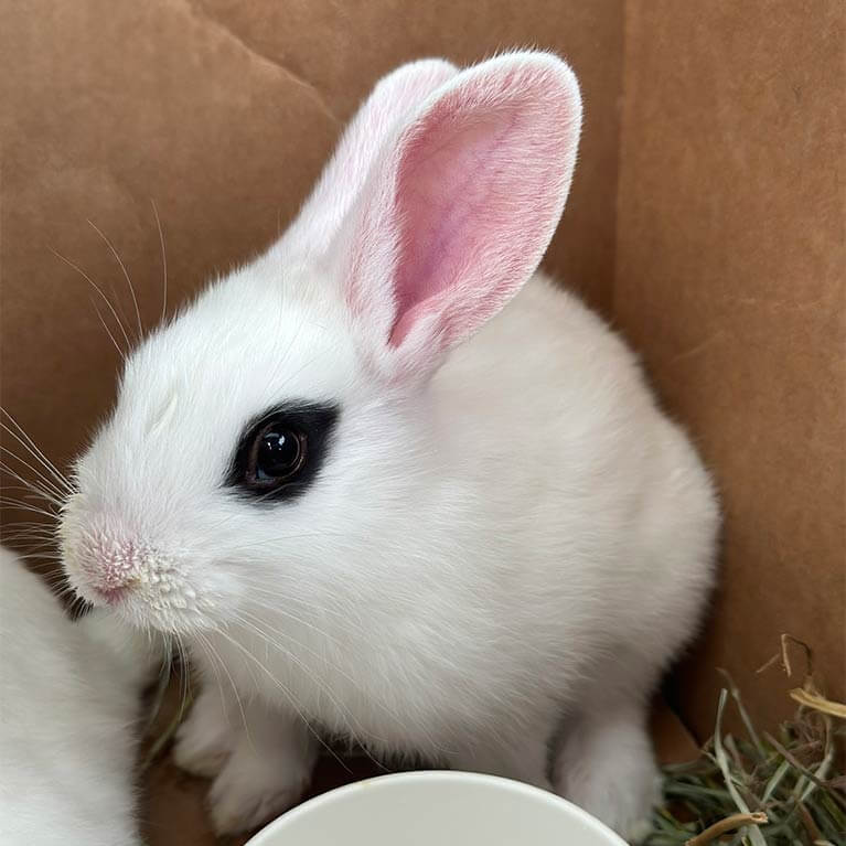 White baby rabbit with black eye spot in box