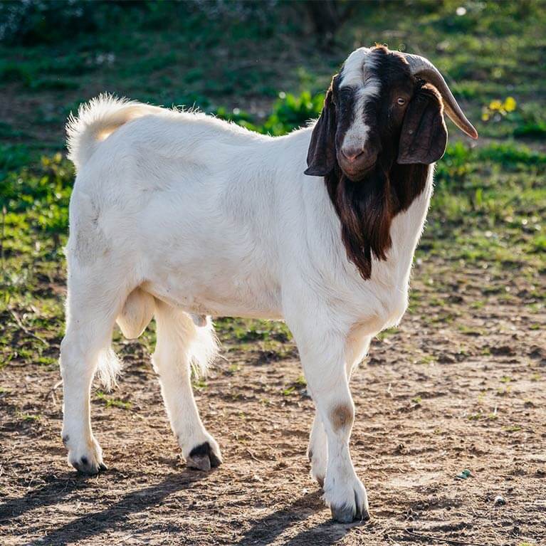 White goat with brown head standing outdoors