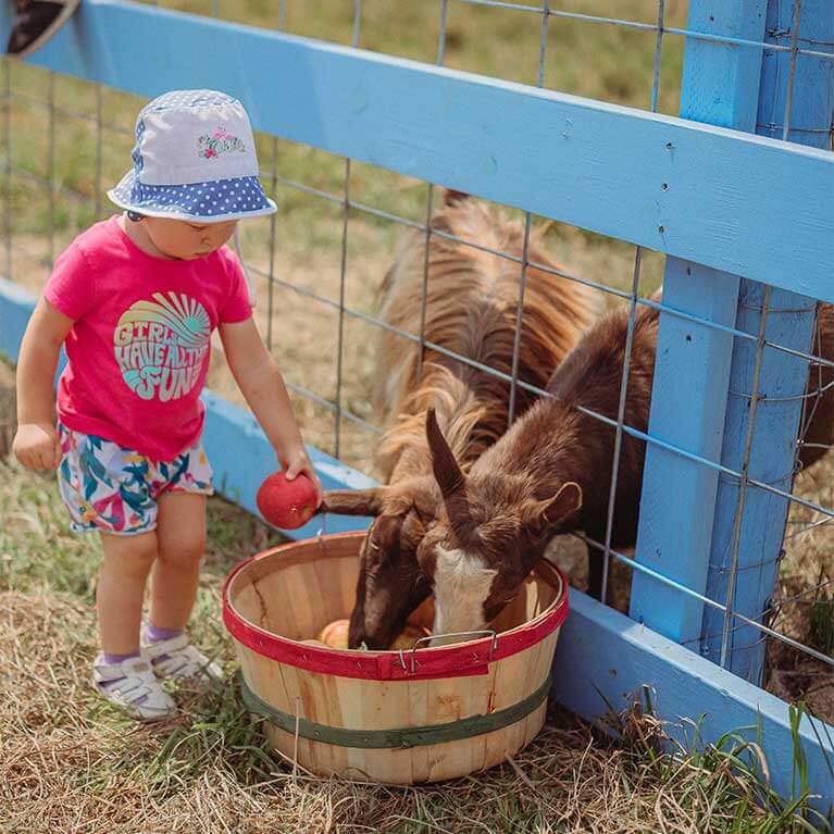 Child feeding goats apples at farm fence