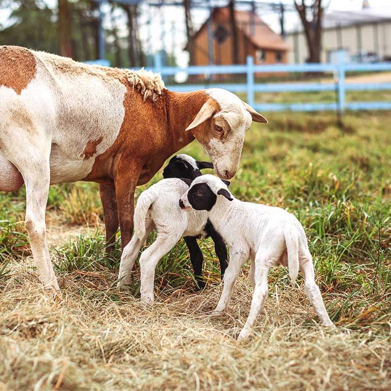 Mother sheep with two baby lambs in pasture
