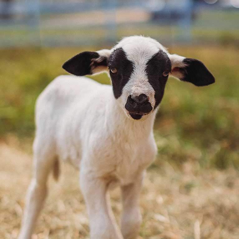 Young black and white lamb standing on grass