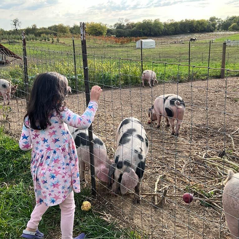 Child watching pigs on a sunny farm.