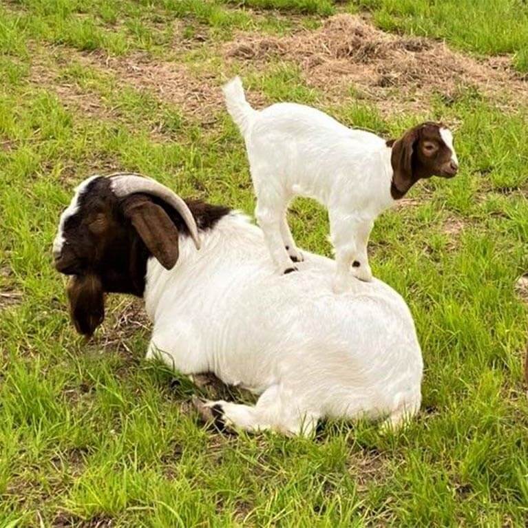 Baby goat standing on adult goat in grass.