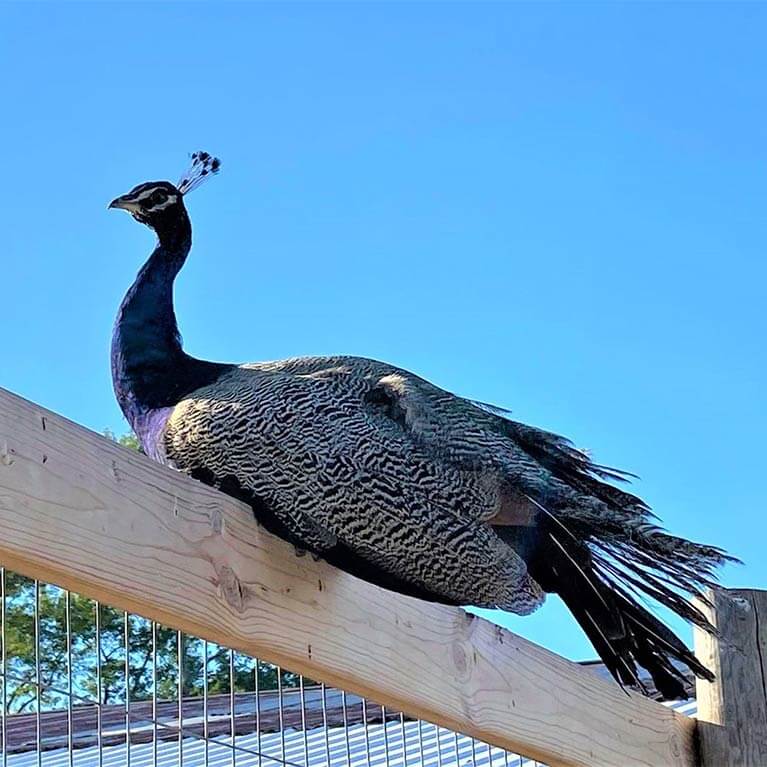 Peacock perched on wooden fence under blue sky