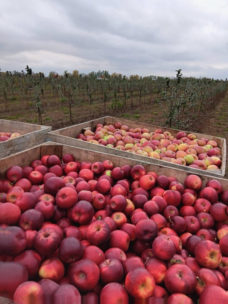 Freshly harvested apples in wooden crates at orchard