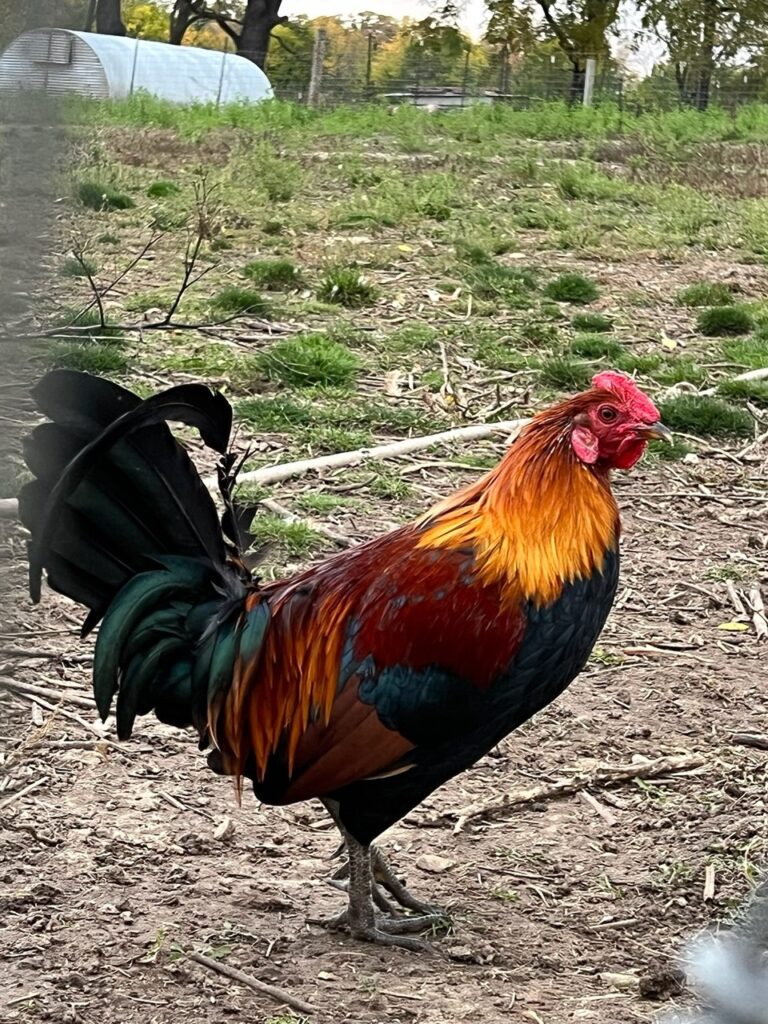 Colorful rooster standing on farm ground