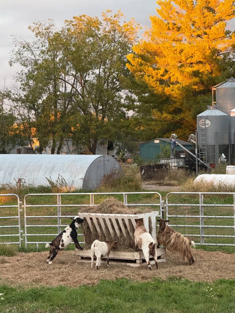 Goats eating hay on a sunny farm