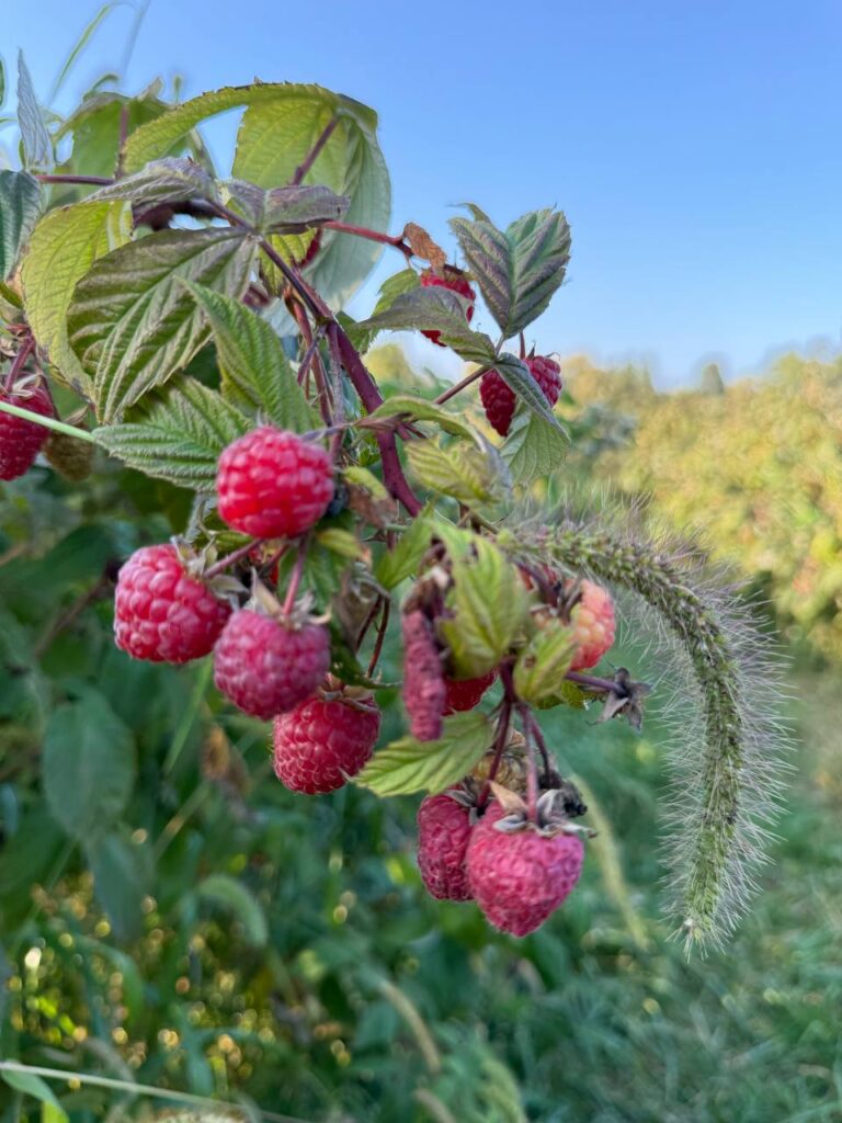 Fresh raspberries growing on green bush outdoors