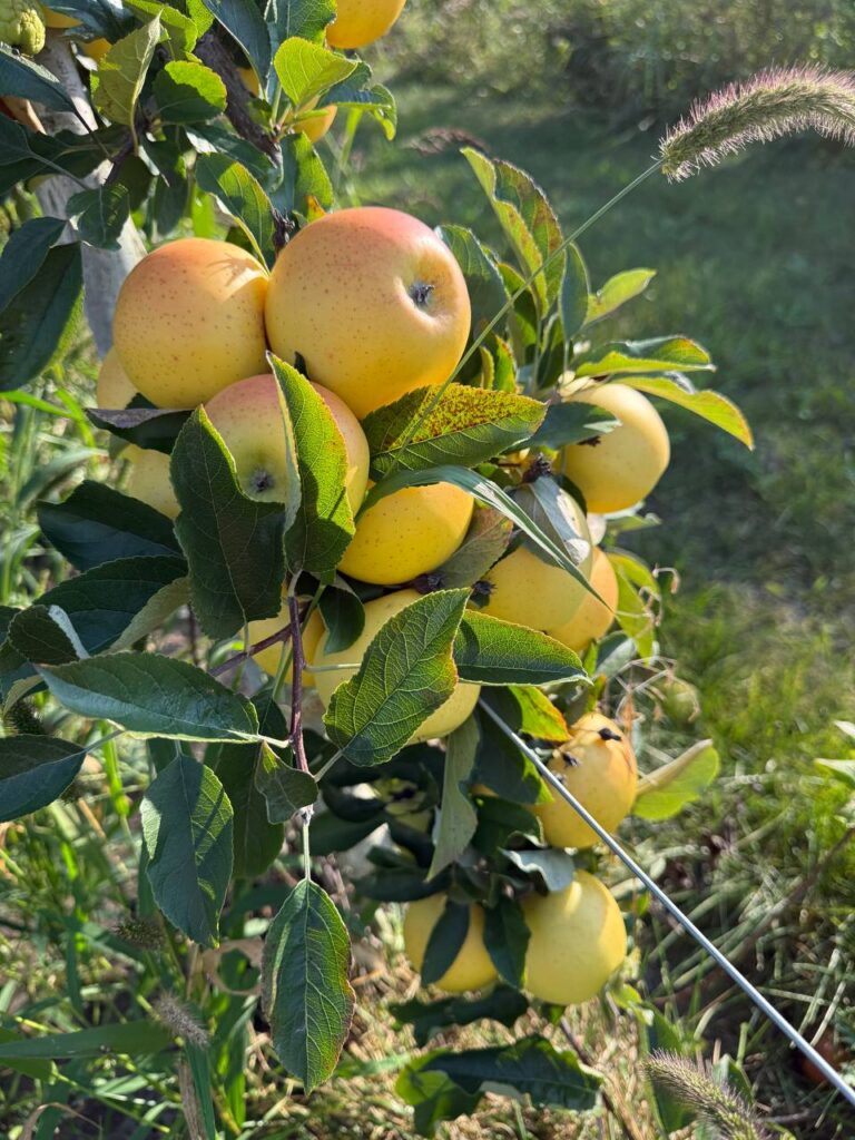 Yellow apples growing on a tree branch