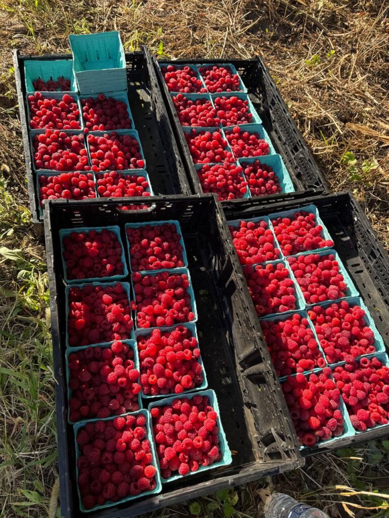 Freshly picked raspberries in blue containers outdoors