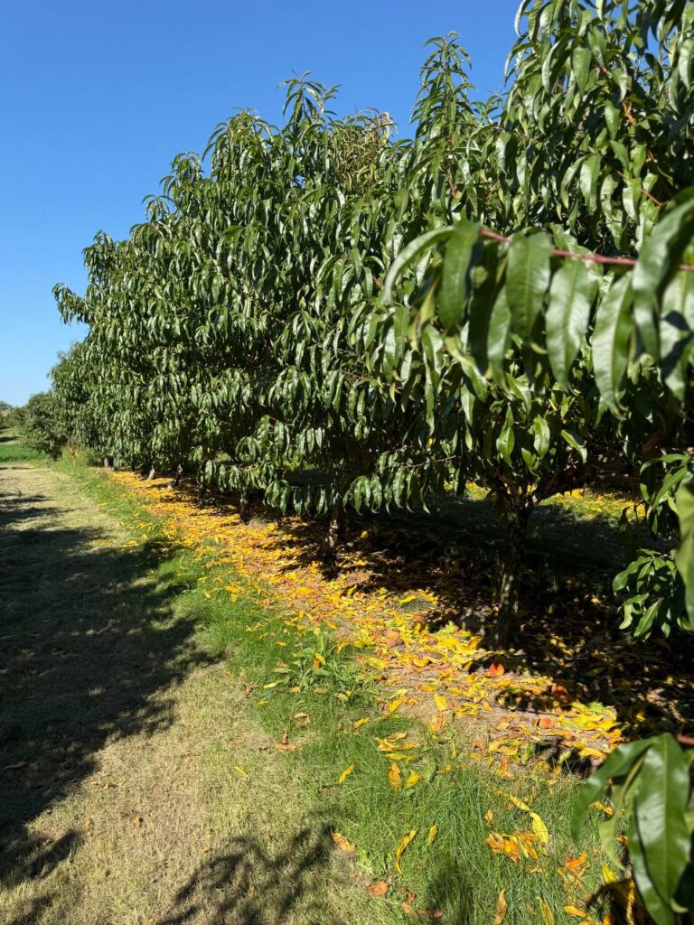 Peach trees with fallen yellow leaves in orchard