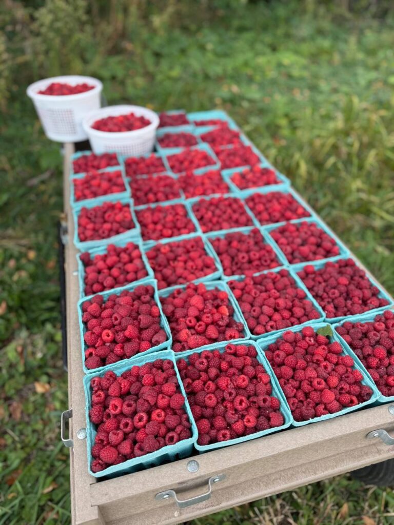 Fresh raspberries in baskets on outdoor table