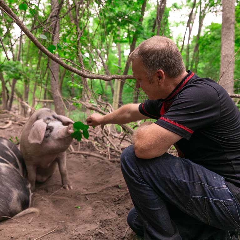 Man feeding pig leaves in forest