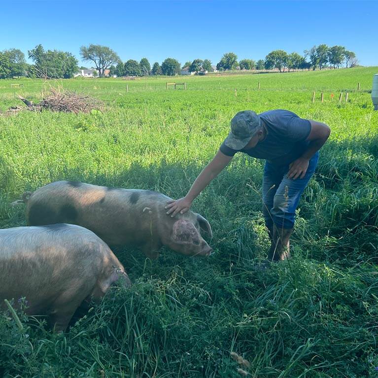 Farmer petting pigs in green pasture