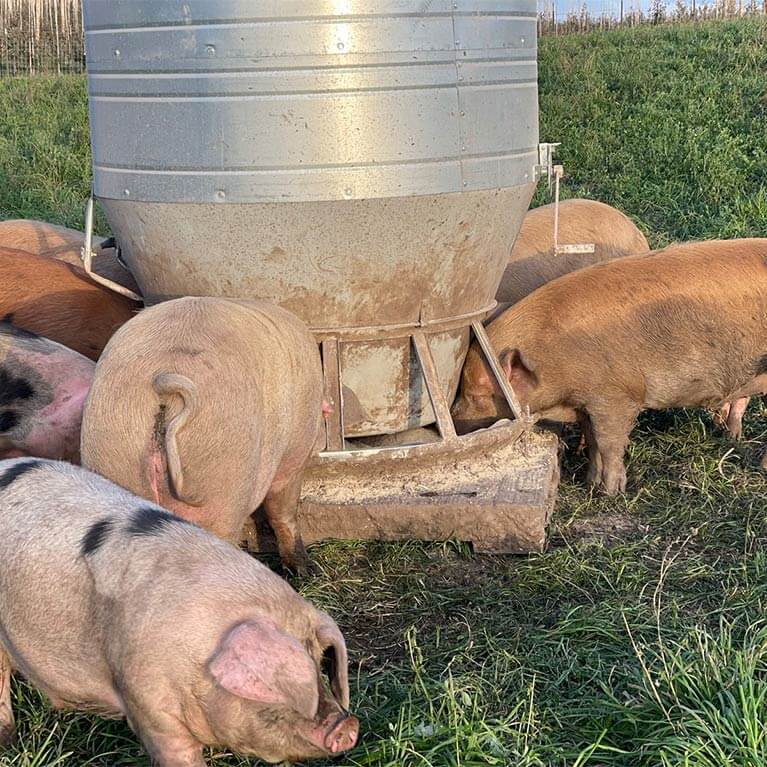 Pigs eating from a large metal feeder outdoors