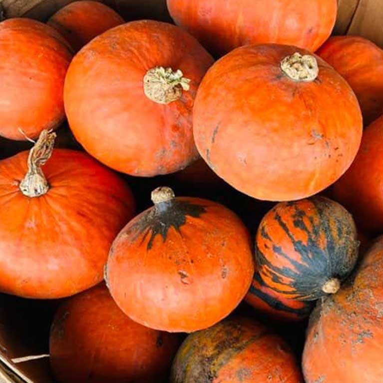Fresh orange pumpkins in a basket