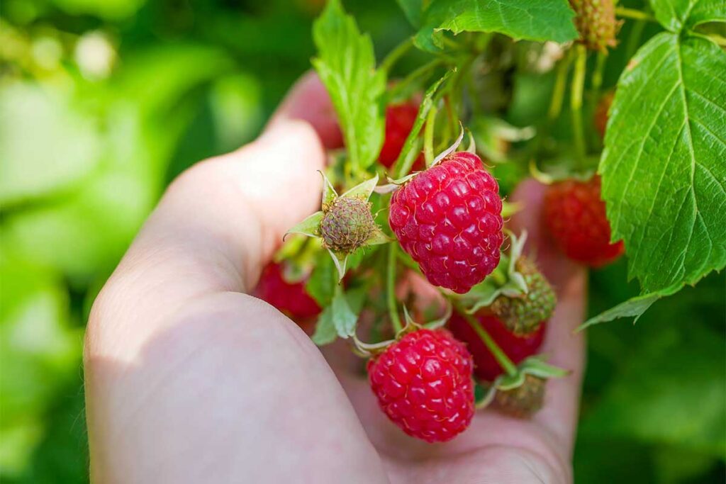 Hand picking fresh ripe raspberries from bush