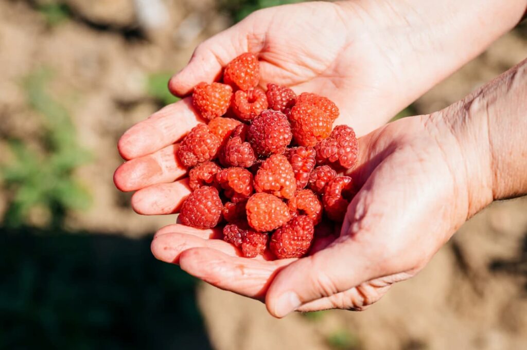 Hands holding freshly picked raspberries outdoors