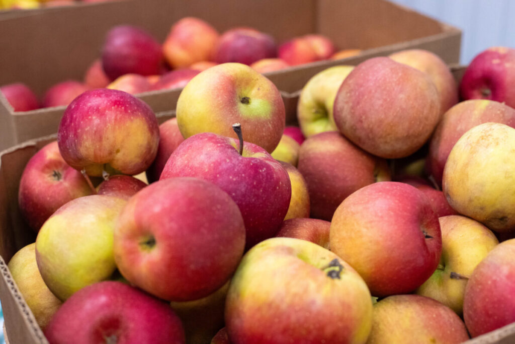 Fresh red and yellow apples in cardboard boxes