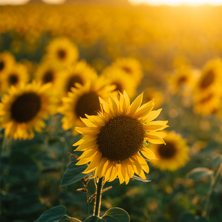 Sunflower field glowing under warm sunset light