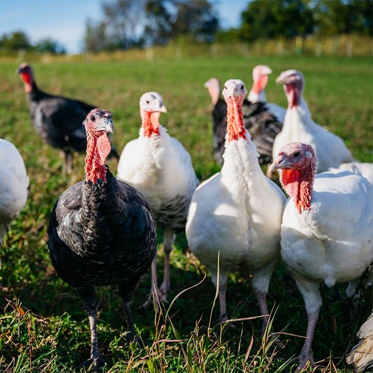 Group of turkeys walking on green pasture