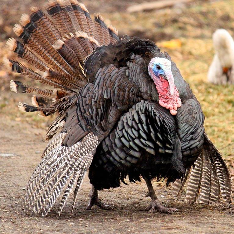 Wild turkey displaying feathers outdoors