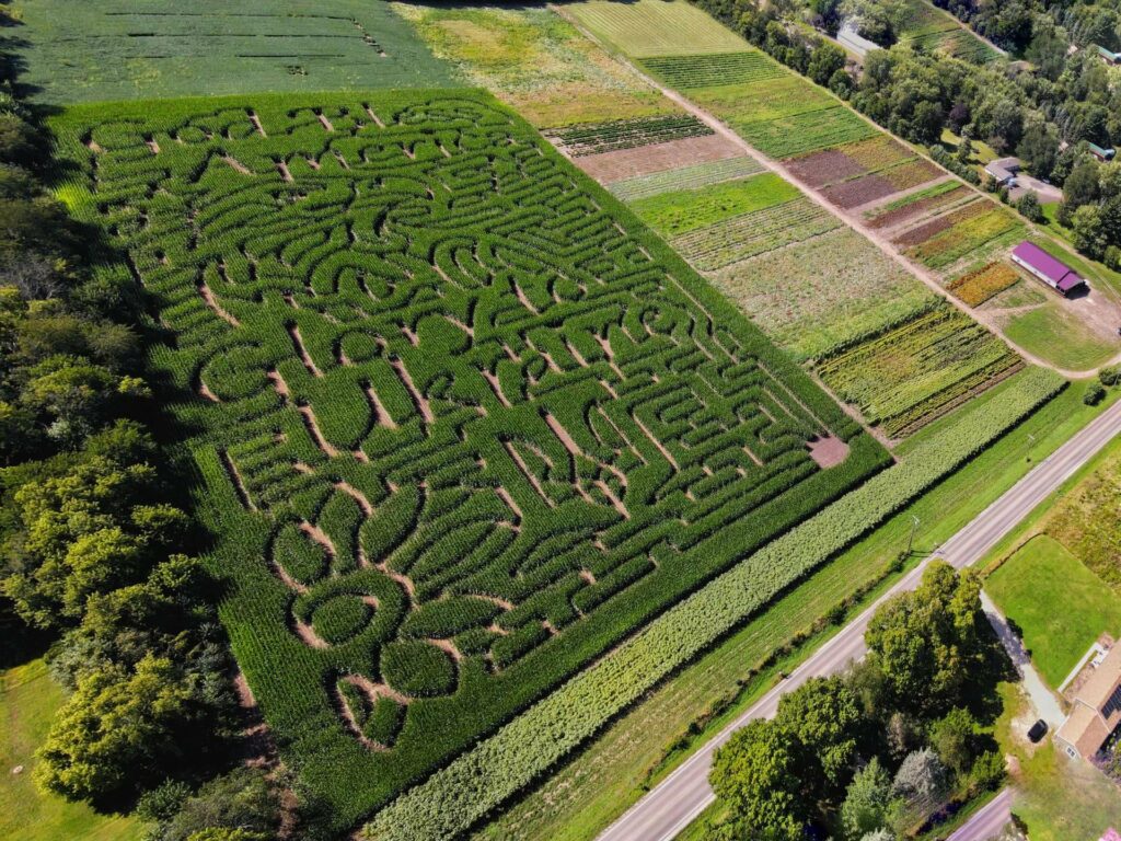 Aerial view of a large corn maze farm