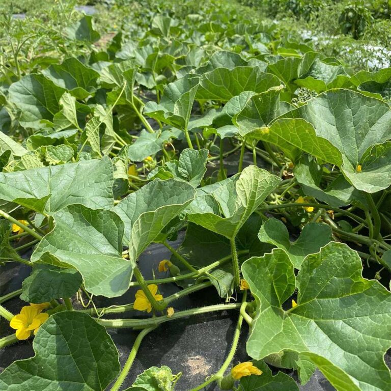 Melon plants with green leaves and yellow flowers